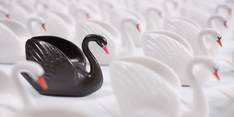 swan-m.jpg