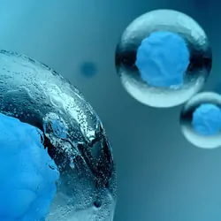 Discover how scientists develop successful stem cell therapies.