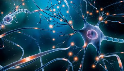 Discover why drug discovery researchers use triculture neural models to study neurodegenerative diseases.