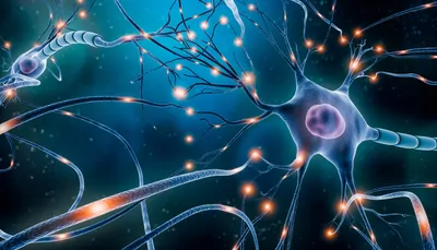 Discover why drug discovery researchers use triculture neural models to study neurodegenerative diseases.