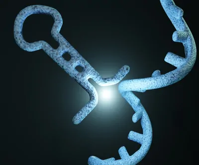 Discover the function of novel noncoding RNA molecules and their therapeutic applications in neurodegeneration and infectious diseases.