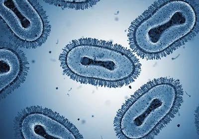 Grey monkeypox viruses with a dense filamentous outer layer and a black nuclear region.