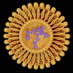 Purple double stranded DNA inside a liposomal transfection reagent