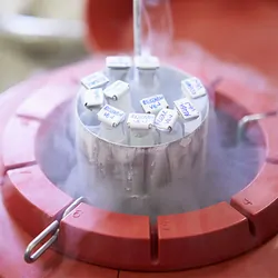 A scientist’s hand retrieves a biological sample using tweezers.