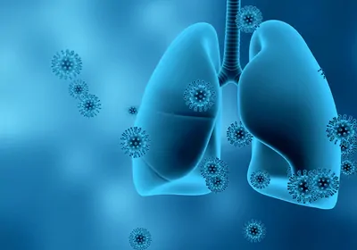 Illustration of human lungs and respiratory viruses