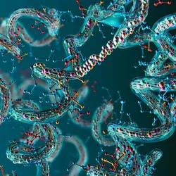 A 3D illustration of an amino acid, peptide chain