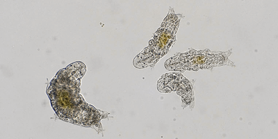 A microscopic view of a family of four tardigrades of the species Hypsibius exemplaris swimming in a water droplet.