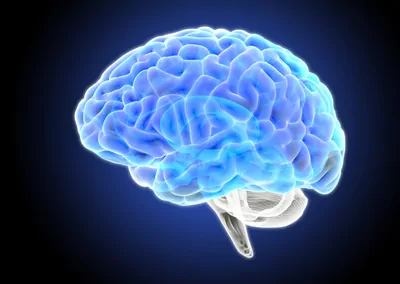 A 3D illustration of a human brain, an organ that scientists can target with oligonucleotide gene therapy to treat neurological diseases.