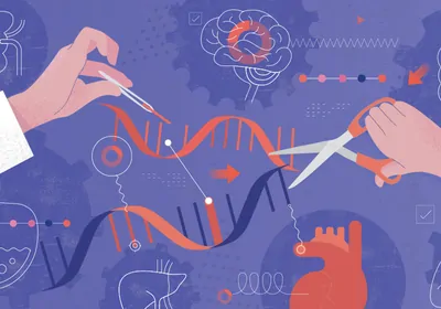 An illustration of genetic engineering with CRISPR/Cas9, a powerful tool for gene editing that may cause off-target effects if used without molecular safety switches.