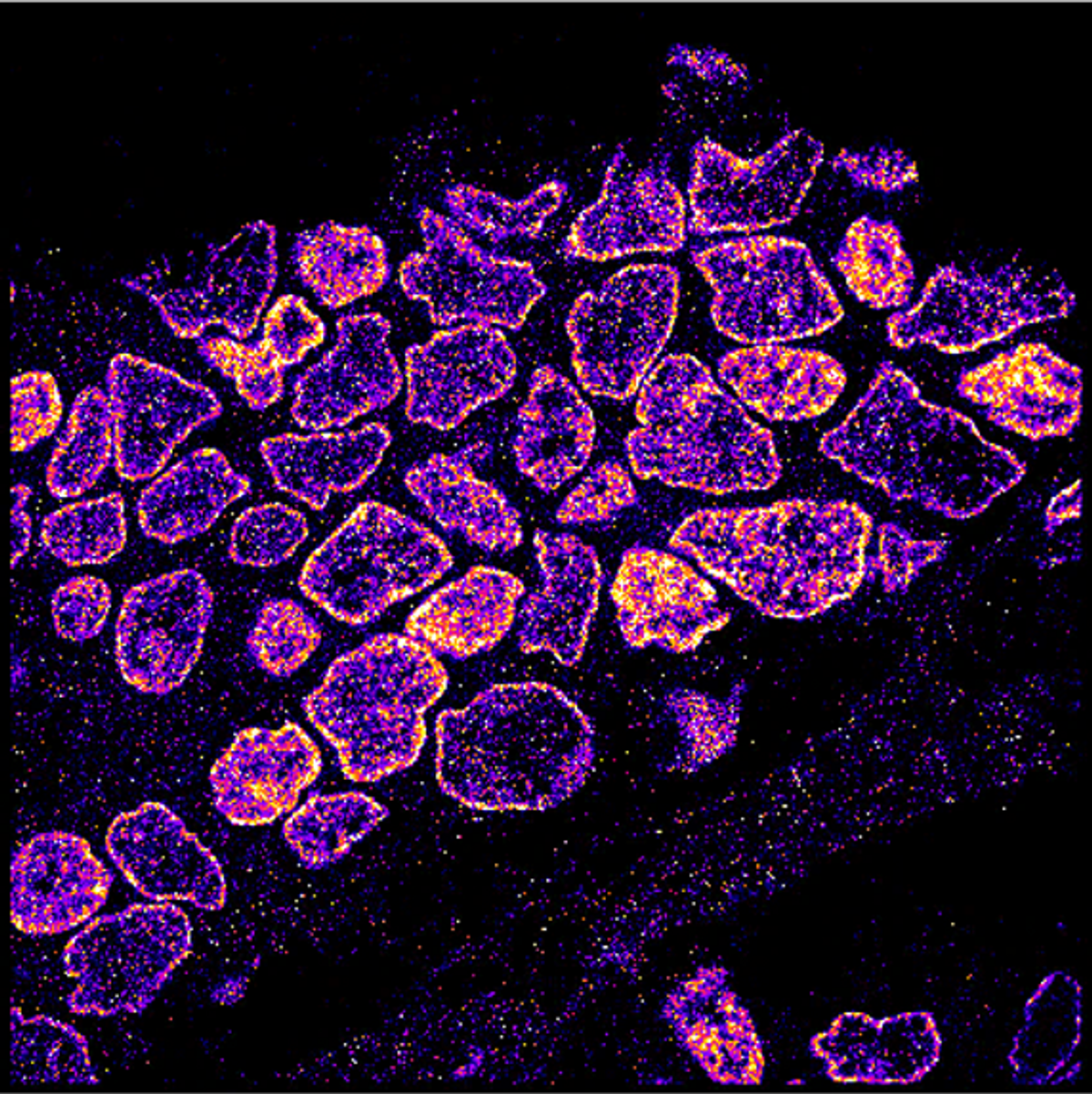 First-of-its-kind live imaging leads to major discovery in how cells  pattern in tissues - Northwestern Now