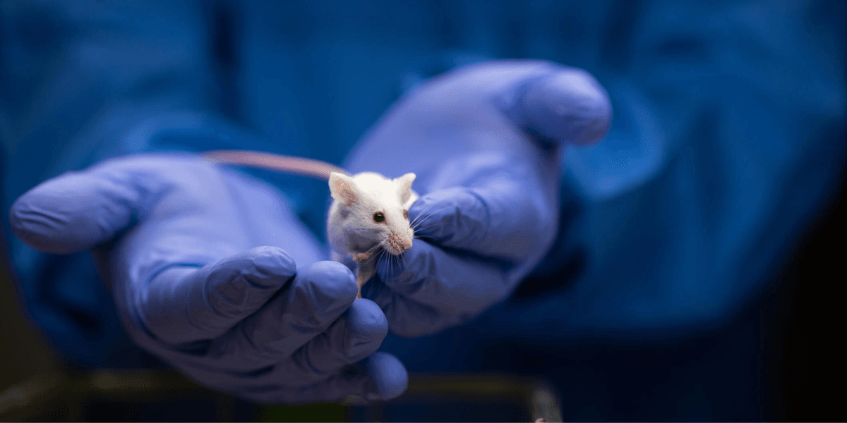洋書 Mouse Genetics and Transgenics Science Milestone: The first transgenic mice | Drug Discovery News