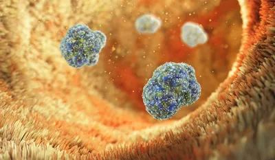 Intestinal villi from barrier tissues in the intestine that contain epithelial cells and tissue-resident memory cells that prevent pathogen invasion.