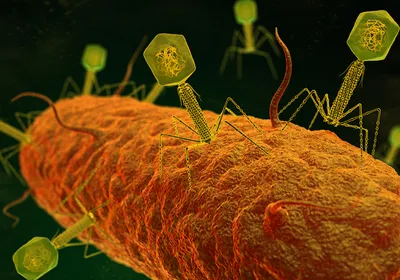 An illustration of yellow bacteriophages destroying bacteria