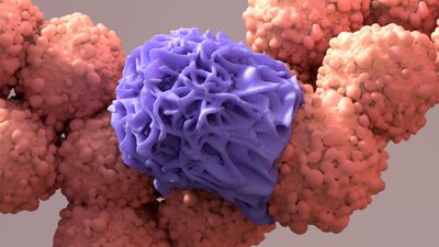 A 3D rendering of a purple-colored macrophage engulfing orange-colored cancer cells