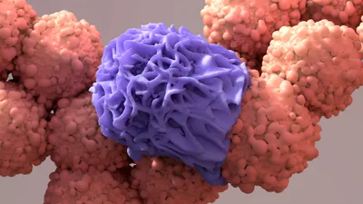A 3D rendering of a purple-colored macrophage engulfing orange-colored cancer cells