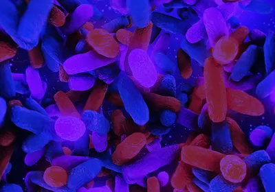 A 3D rendering of multicolored bacteria in the human intestine