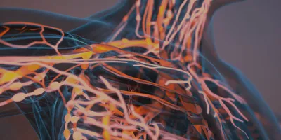 A 3D rendering of the lymphatic system in neon in an outlined human torso