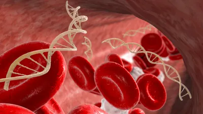 An illustration of cell-free DNA strands circulating through the bloodstream with red blood cells