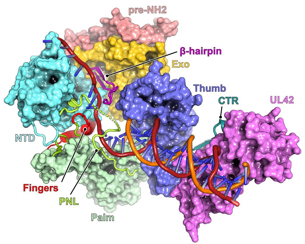 A 3D protein structure image showing the HSV polymerase with different protein domains labeled and color-coded. A 3D protein structure image showing the HSV polymerase with different protein domains labeled and color-coded.