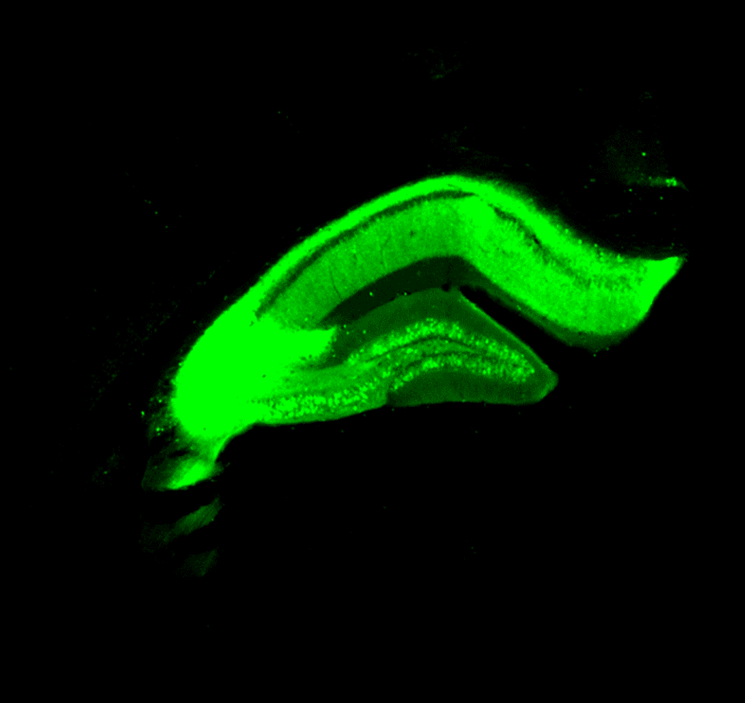 A glowing image of a mouse hippocampus on a black background.