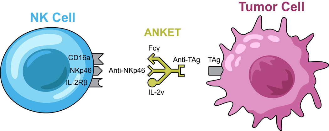 A schematic of an NK cell on the left, a tumor cell on the right, and an NK cell engager between them.