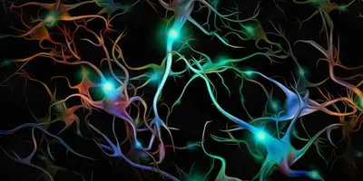 A 3D rendering of motor neurons lit up with blue, purple, orange, and green coloring showing synapses against a black background.