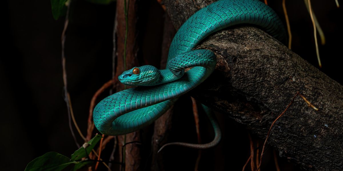 does semaglutide have snake venom in it Weekly Rundown: From 200 snakebites to a potential antivenom
