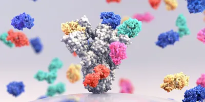 A 3D image of a monoclonal antibody protein