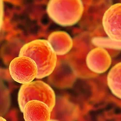 Tackling mycoplasma contamination in biotherapeutic production