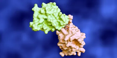 Surface rendering of two interacting proteins (green and peach) bound together by a small molecule ligand at their interface, illustrating a protein-ligand binding event.