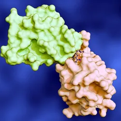 Surface rendering of two interacting proteins (green and peach) bound together by a small molecule ligand at their interface, illustrating a protein-ligand binding event.