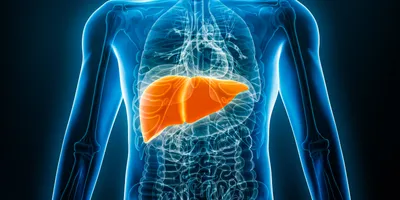 X-ray anterior or front view of human liver 3D rendering illustration with male body contours