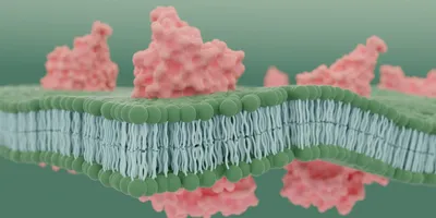 3D illustration of pink transmembrane proteins embedded in a green phospholipid bilayer cell membrane. 