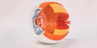 A cartoon image of an eyeball is overlaid on a real eye with eyelashes shown from the side.