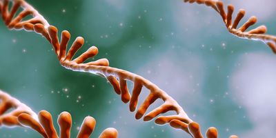 Faster paths to mRNA therapeutics with IVT-ready DNA