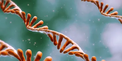 Faster paths to mRNA therapeutics with IVT-ready DNA