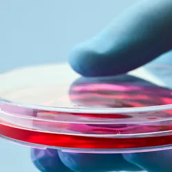 Gloved hand holding a petri dish containing red liquid culture medium against a light blue background.