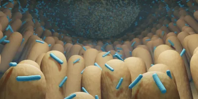 Blue rod-shaped bacteria line the human gut.