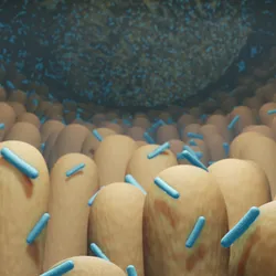Blue rod-shaped bacteria line the human gut.