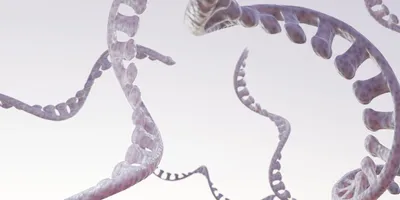 3D illustration of single-stranded RNA molecules with a twisting, ribbon-like structure against a light background.