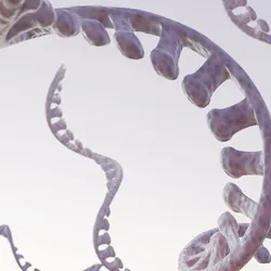 3D illustration of single-stranded RNA molecules with a twisting, ribbon-like structure against a light background.