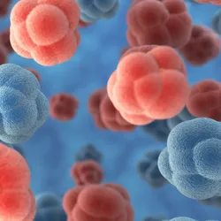 Clusters of red and blue spherical cells floating in a blue fluid, representing a 3D illustration of cellular structures.