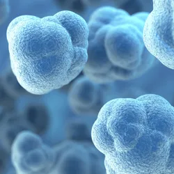 Close-up illustration of clustered, irregularly shaped 3D cell structures resembling organoids, displayed in a blue-toned background.