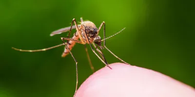A close-up photo of a mosquito biting a human finger.