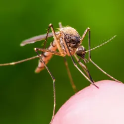 A close-up photo of a mosquito biting a human finger.