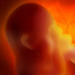 A fetus in a womb, all in red.