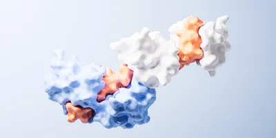 3D illustration of protein complexes bound together by molecular glue in a biochemical interaction.
