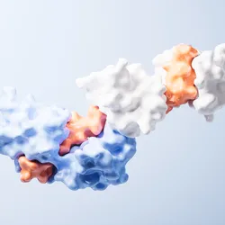3D illustration of protein complexes bound together by molecular glue in a biochemical interaction.