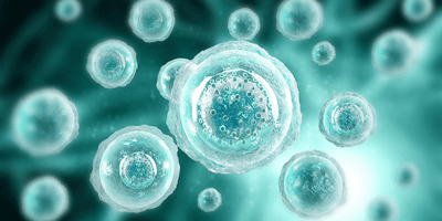 Microscopic illustration of multiple translucent cells with visible nuclei floating in a teal-toned environment.