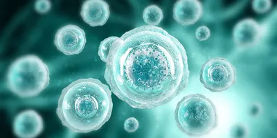 Microscopic illustration of multiple translucent cells with visible nuclei floating in a teal-toned environment.